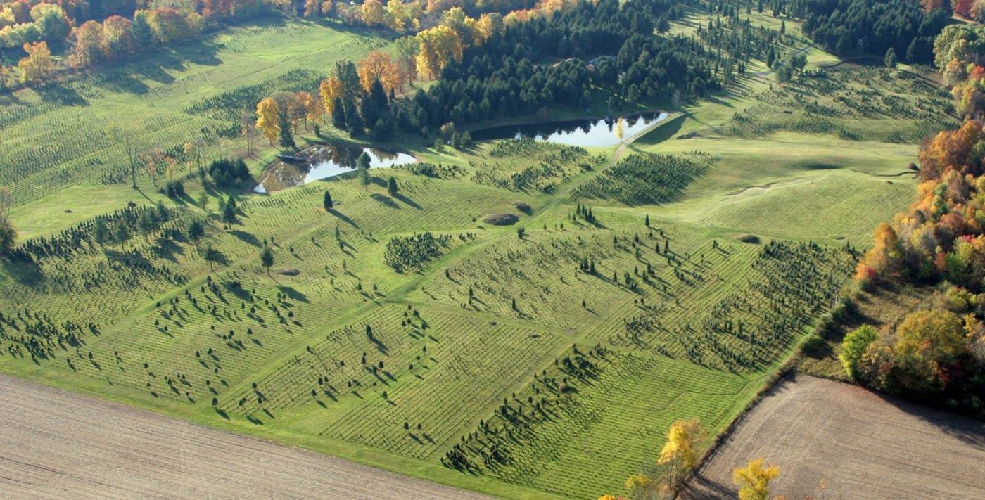 Aerial shot of tree rows at the farm