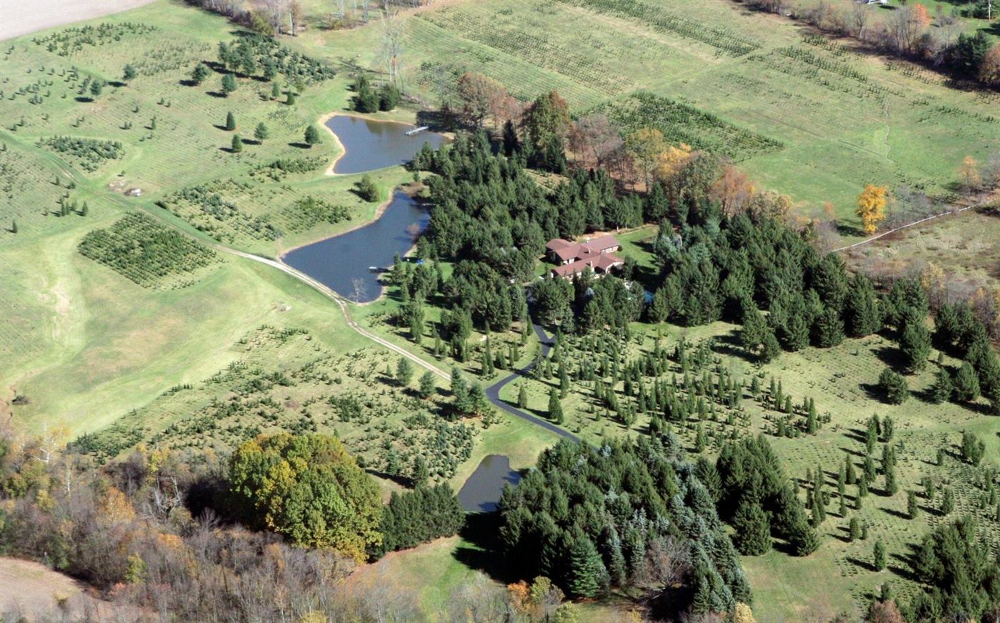 Overhead view of Christmas tree fields