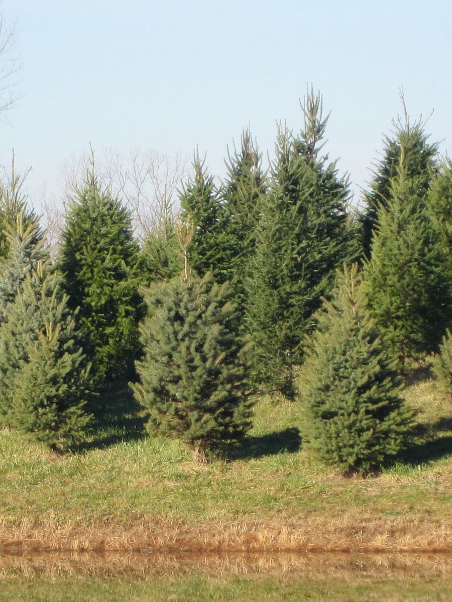 Individual Canaan Fir at Hickory Ridge Tree Farm