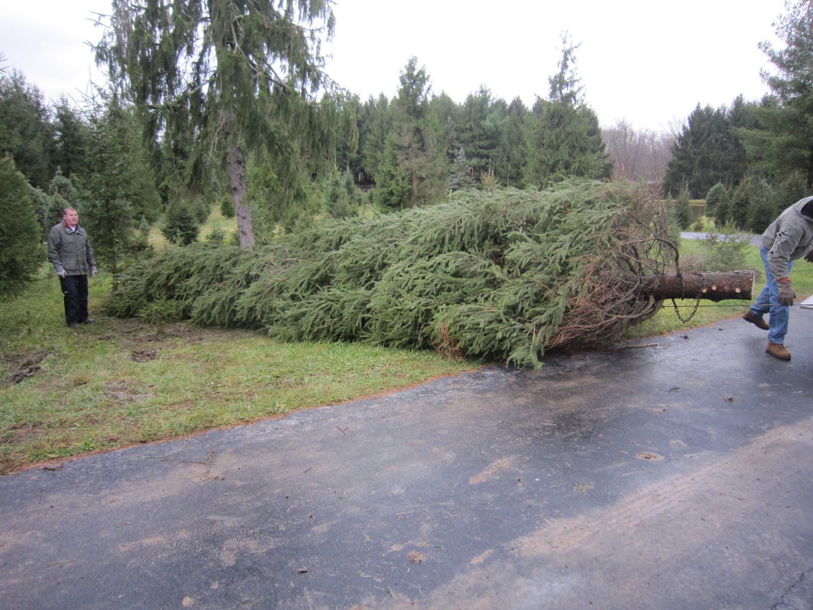 Visitors enjoying the tree farm