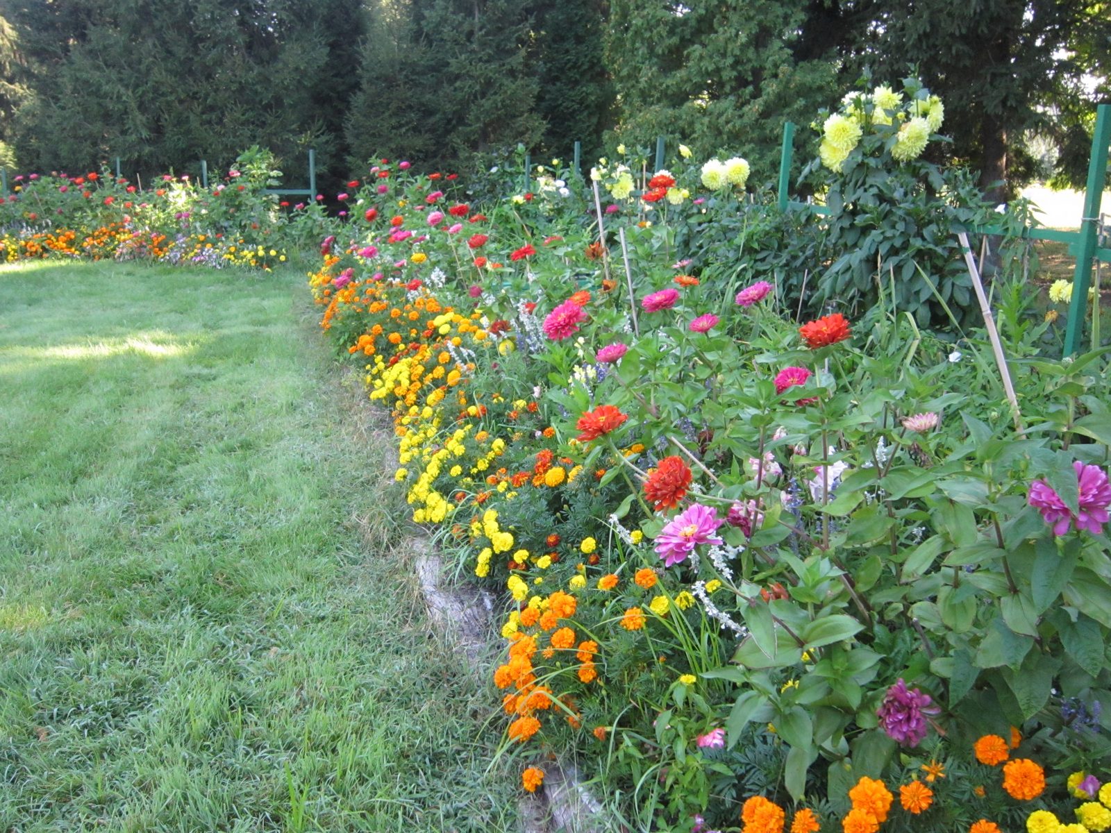 Flower beds at the farm