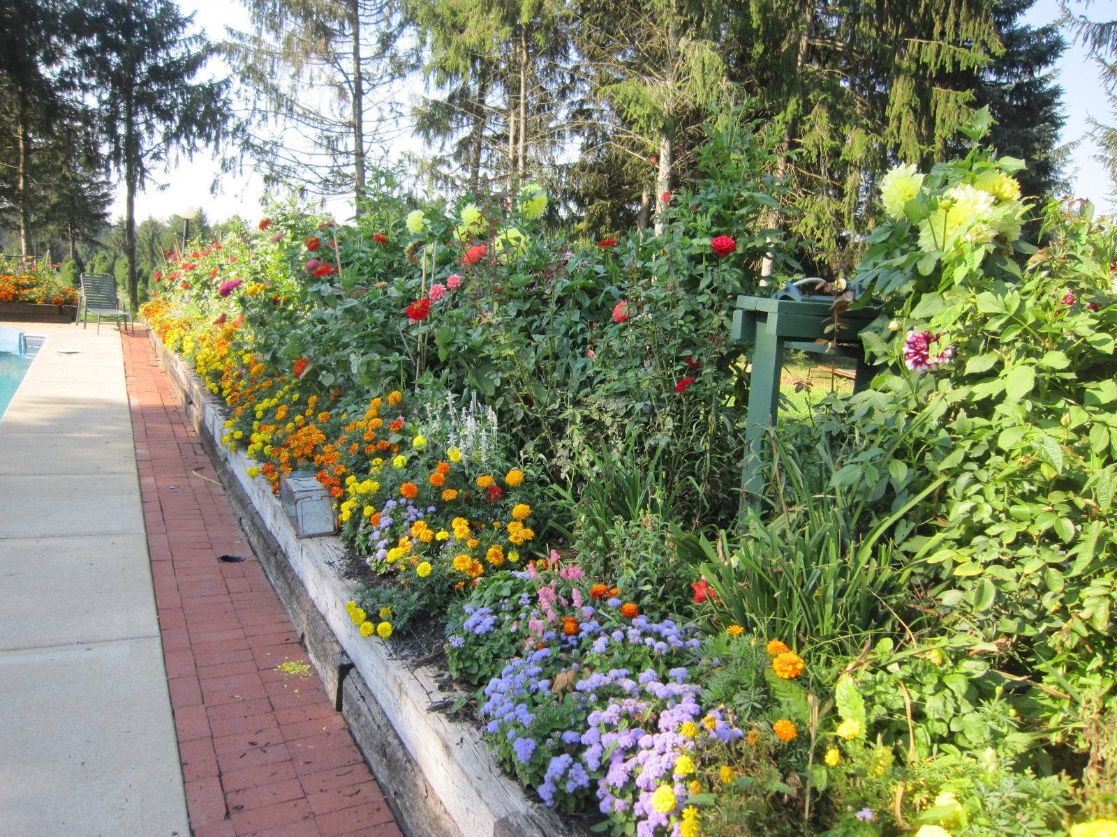 Summer flowers near the tree farm
