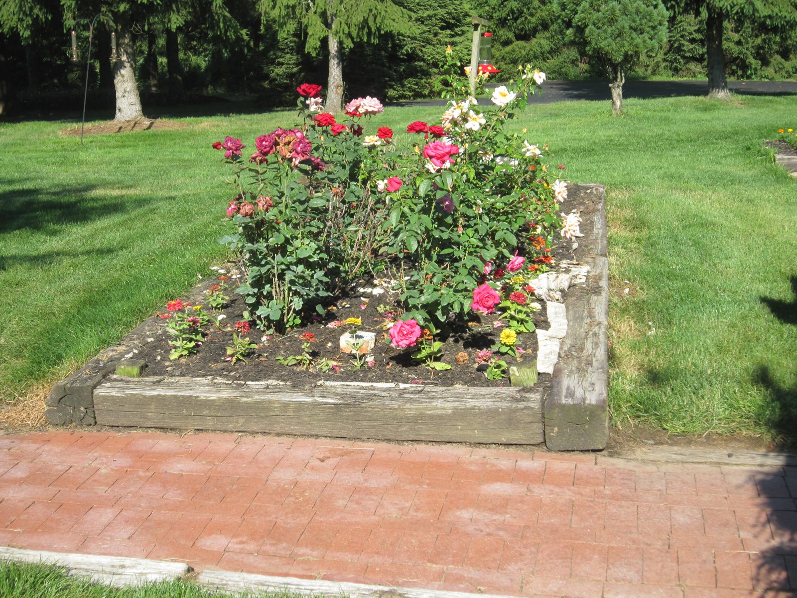 Late spring flowers at Hickory Ridge Tree Farm
