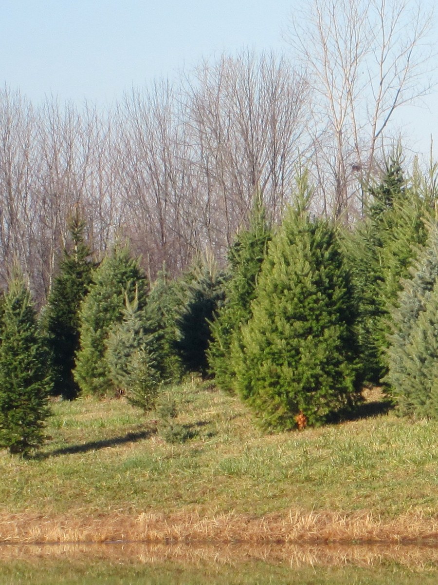 Individual Fraser Fir at Hickory Ridge Tree Farm