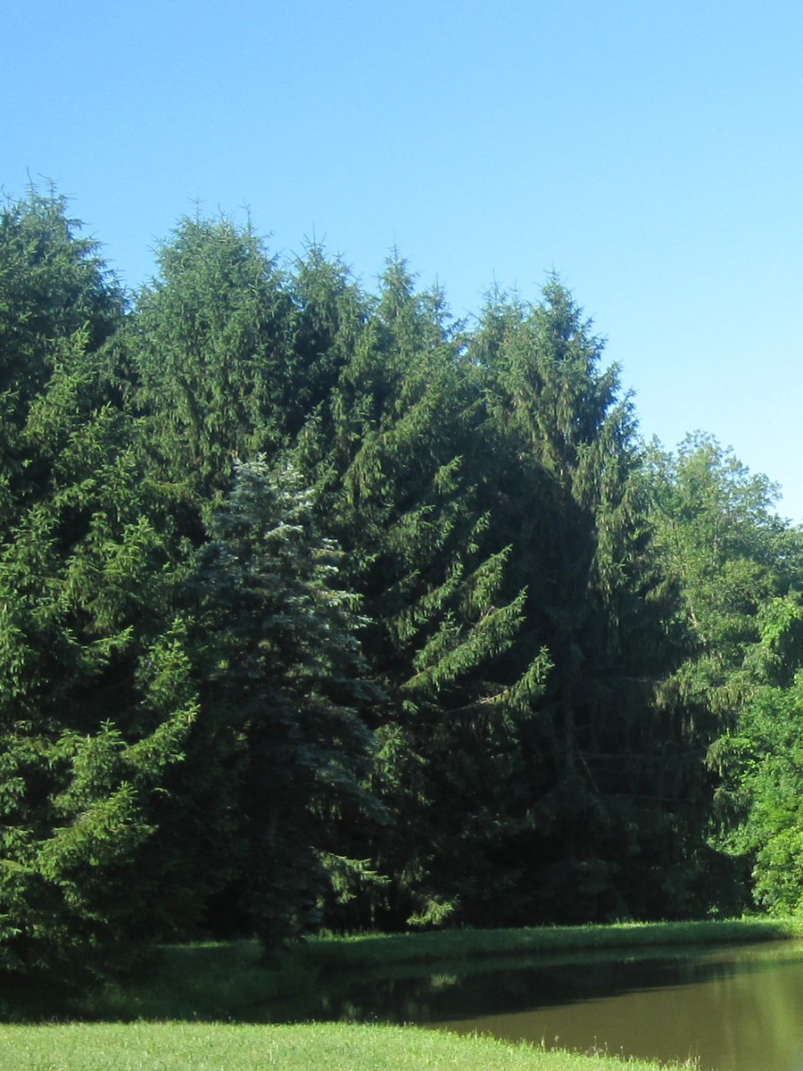 Individual Norway Spruce at Hickory Ridge Tree Farm
