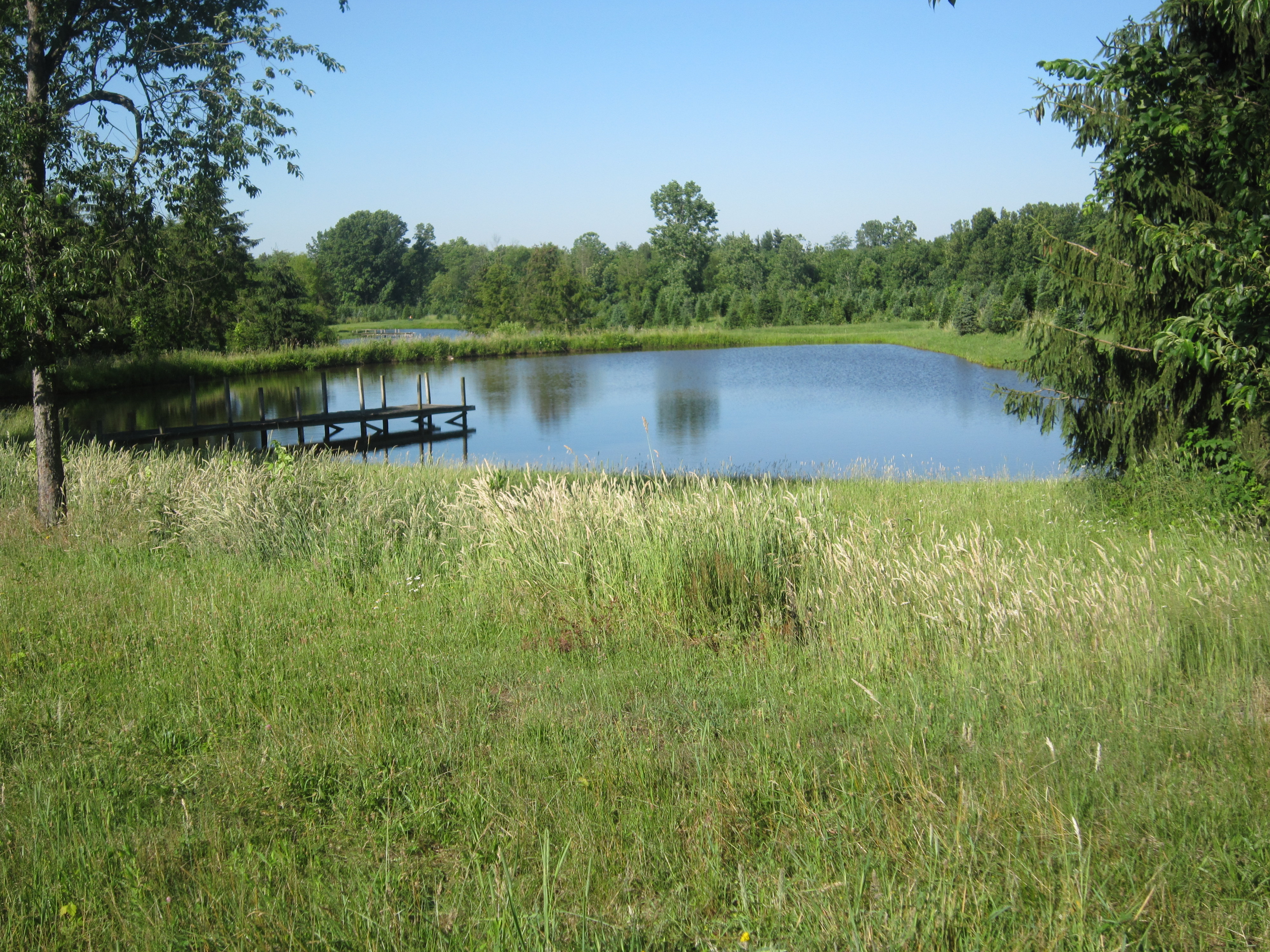 Scenic tree farm landscape view