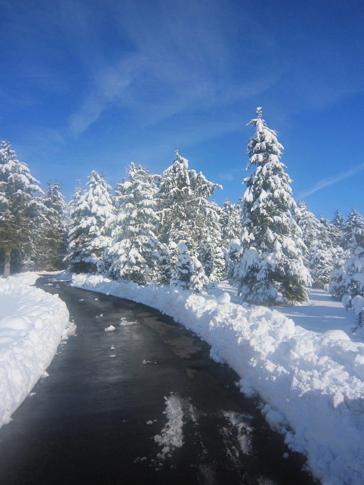 Snow-covered trees on the farm