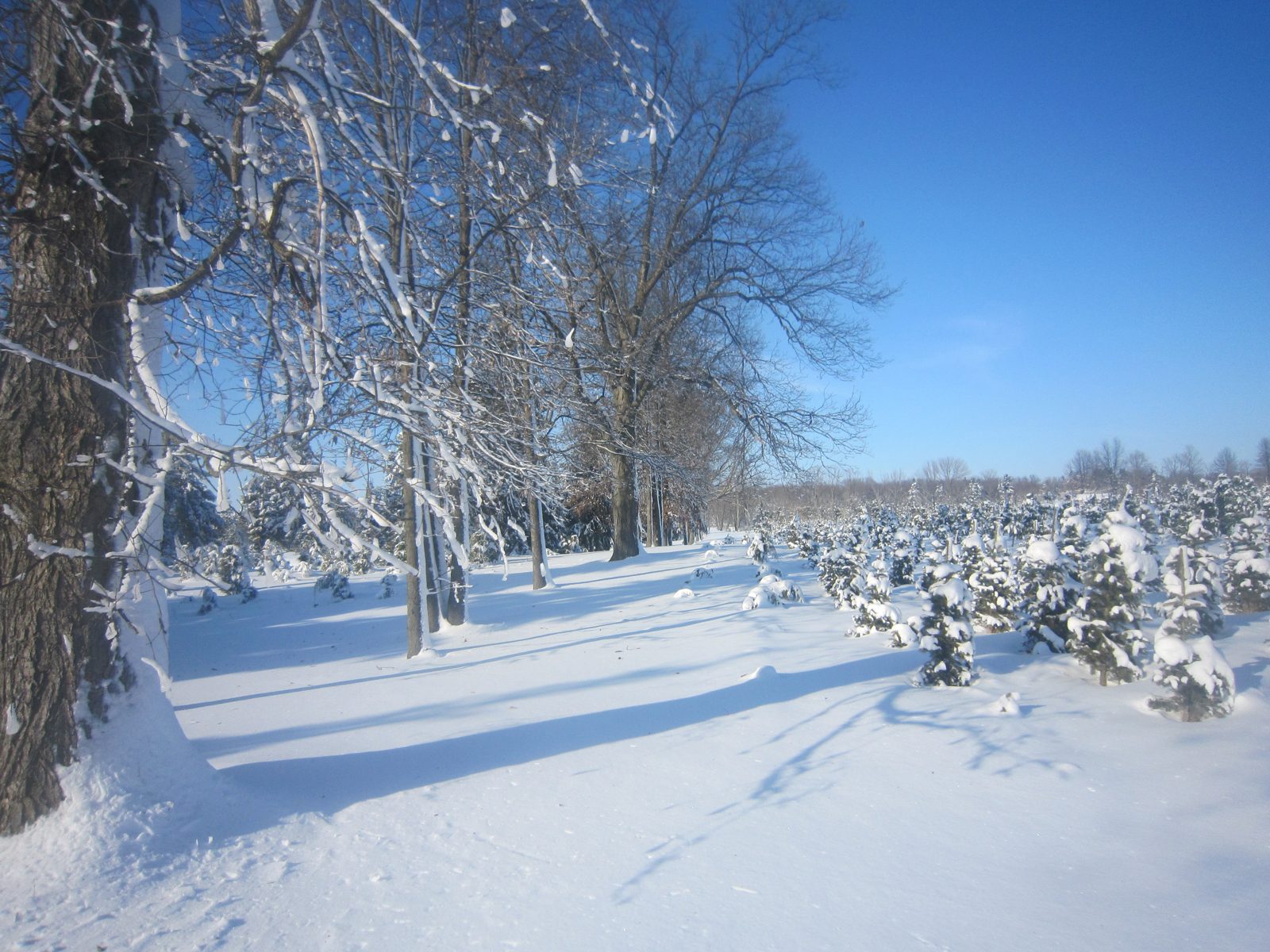 Snowy field and evergreen trees