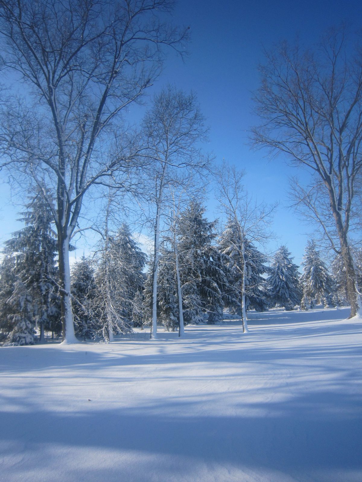 Snowy evergreens and farm landscape
