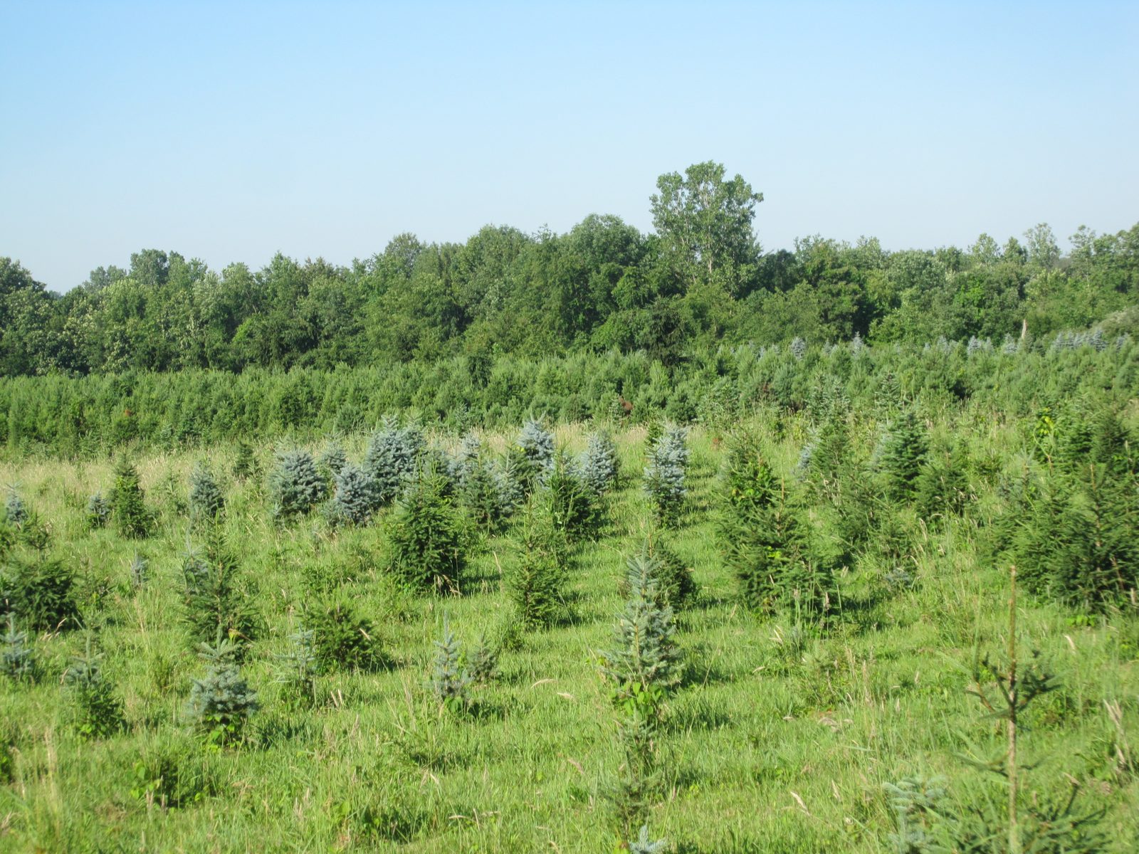 Tree-lined field view at Hickory Ridge Tree Farm