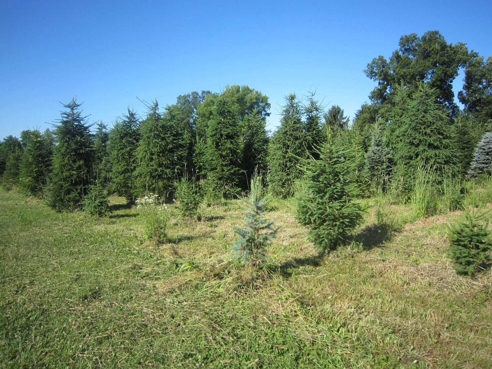 Scenic farm field and evergreens