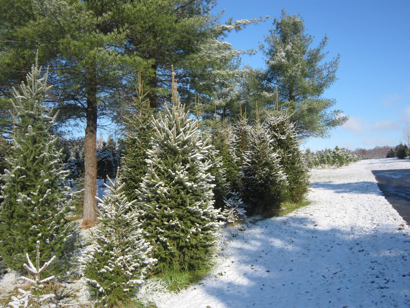 Winter tree row scenery