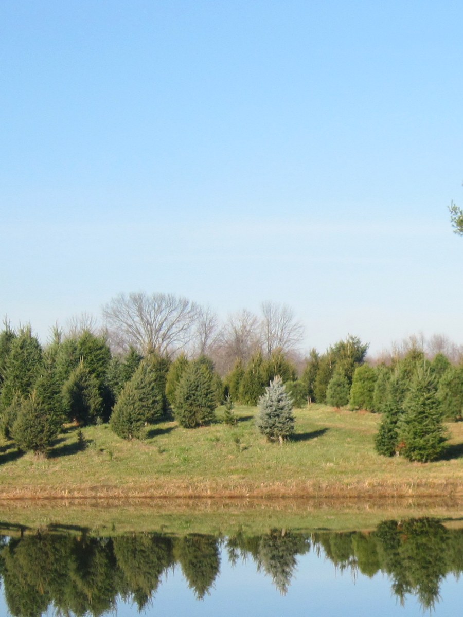 Individual White Pine at Hickory Ridge Tree Farm